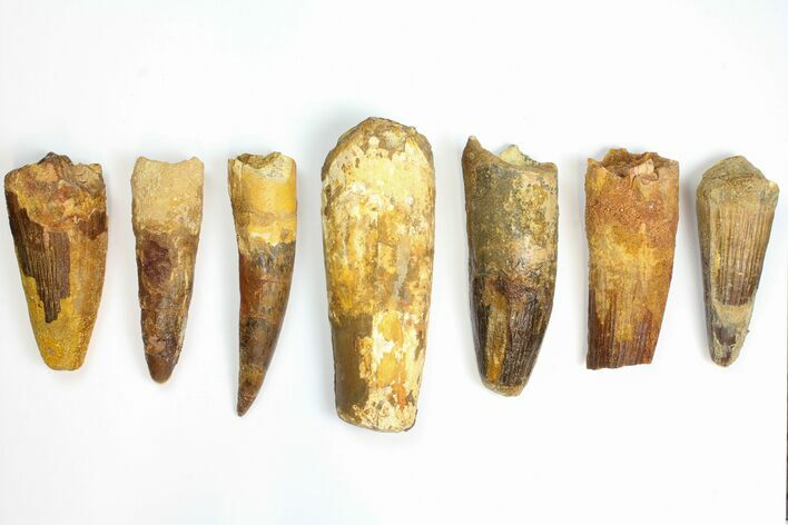 Lot: to Bargain Spinosaurus Teeth - Pieces #141595